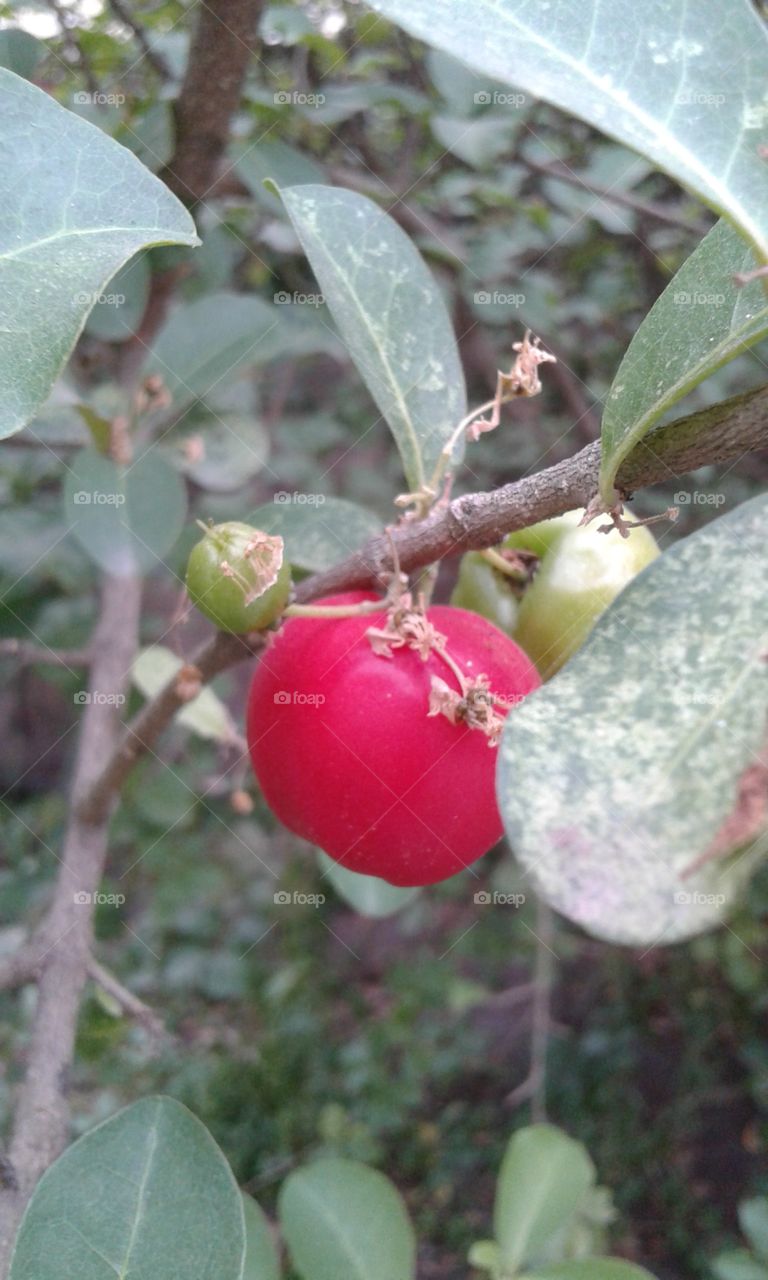 Leaf, Fruit, Tree, Nature, Branch