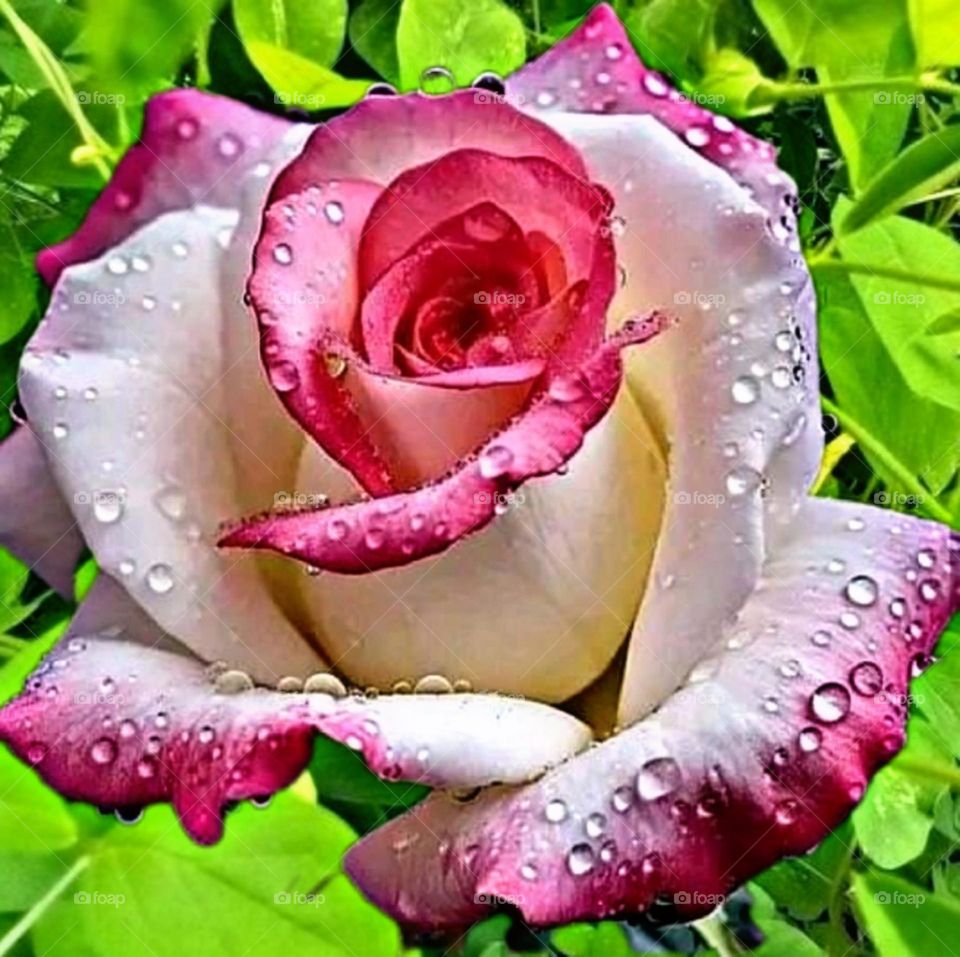 most beautiful and attractive flowers in the garden.