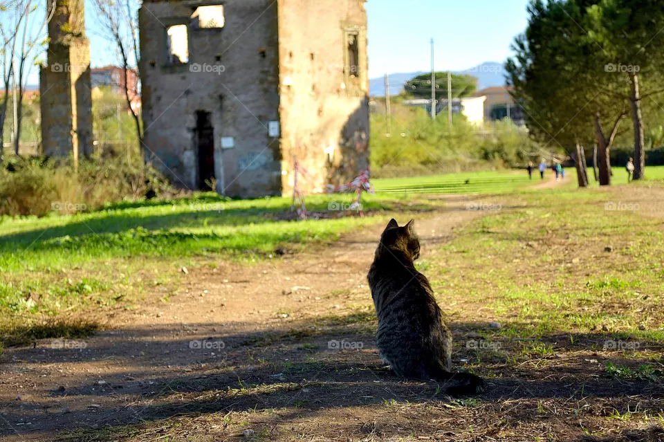 Cat in the park