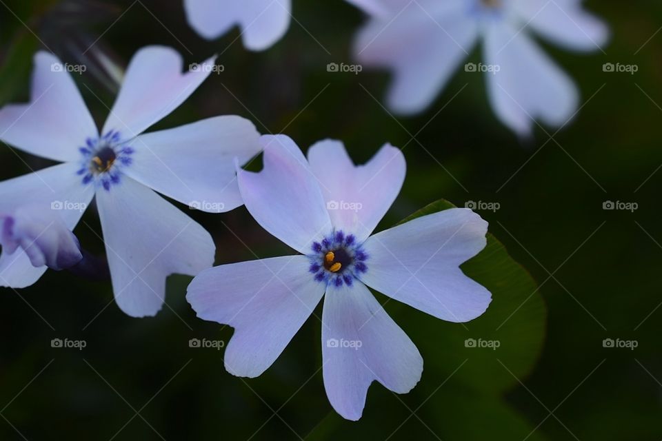 Tiny flowers ready for spring 