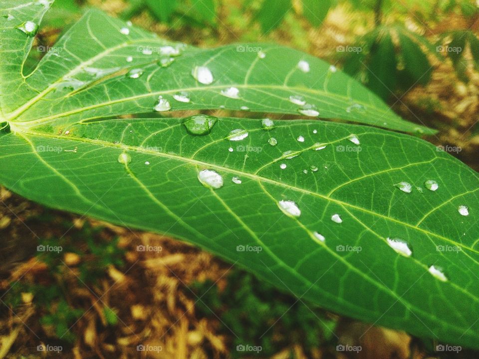 The rest of the raindrops that are still on the leaves.