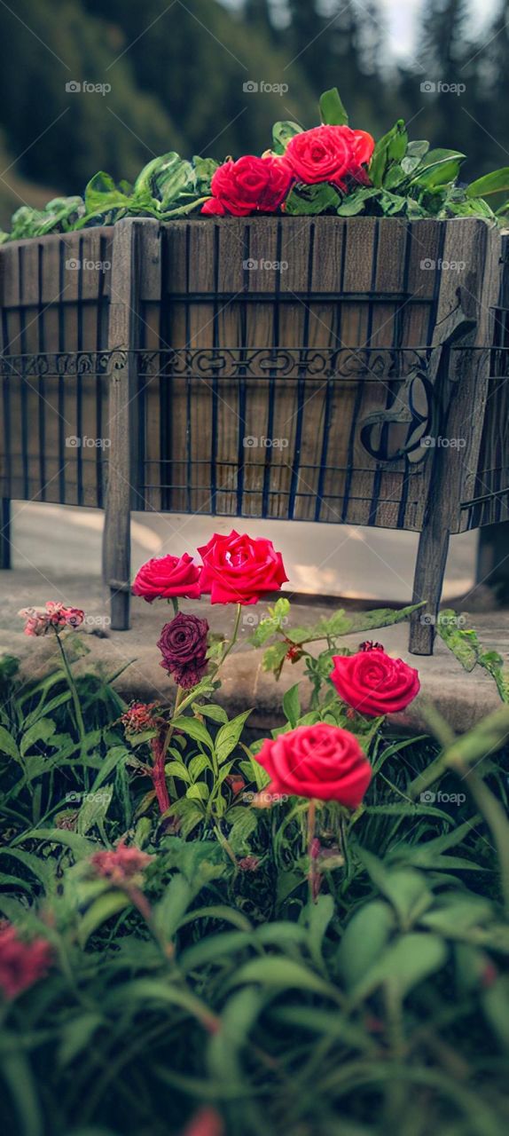 Red roses in the garden