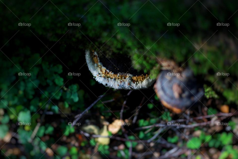 wet wood fungus hid under a log in moss