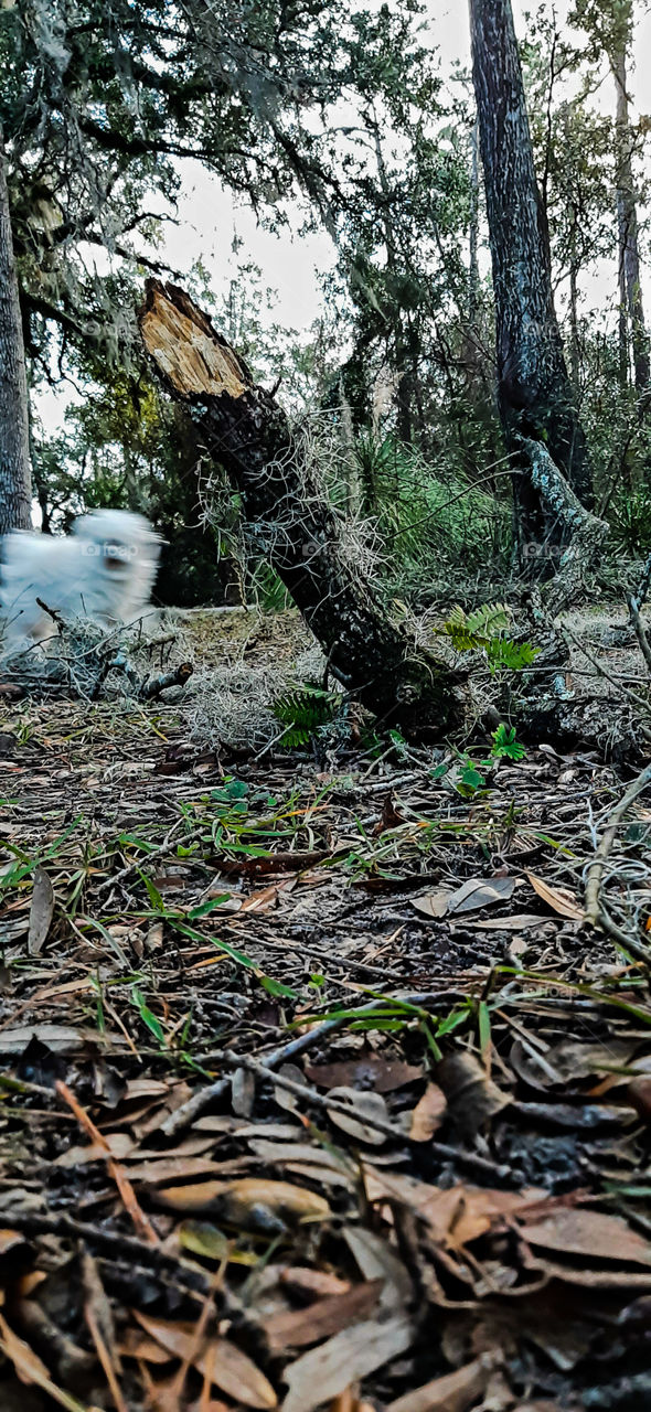 high winds have taken out several branches overnight