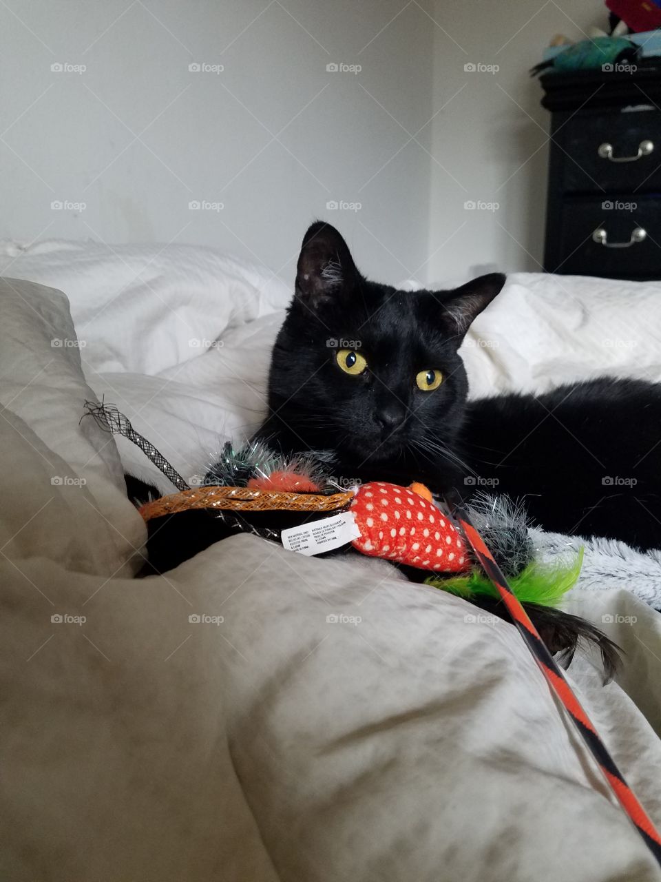 Sabrina playing her toys!