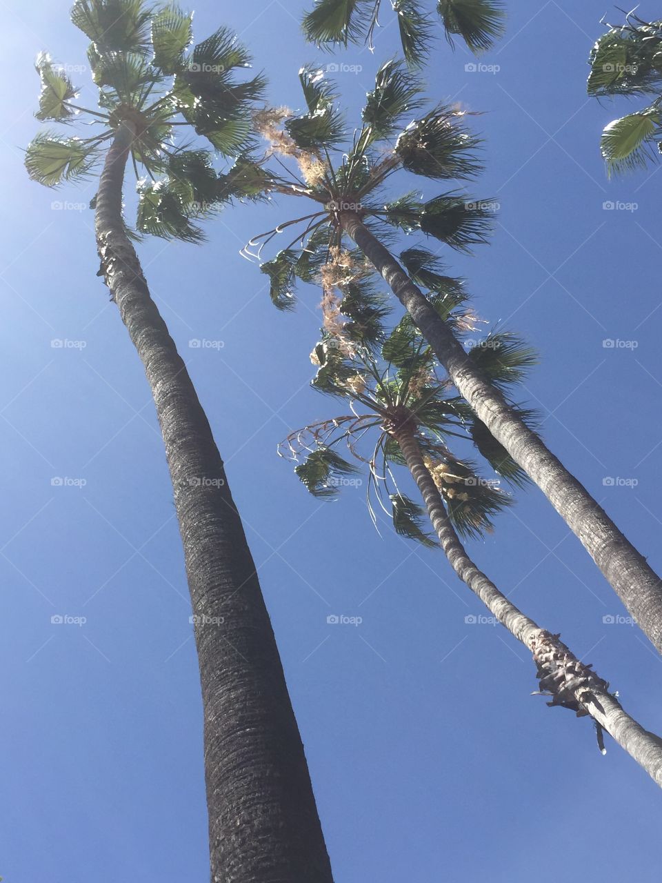 California Palms. Palm trees in California