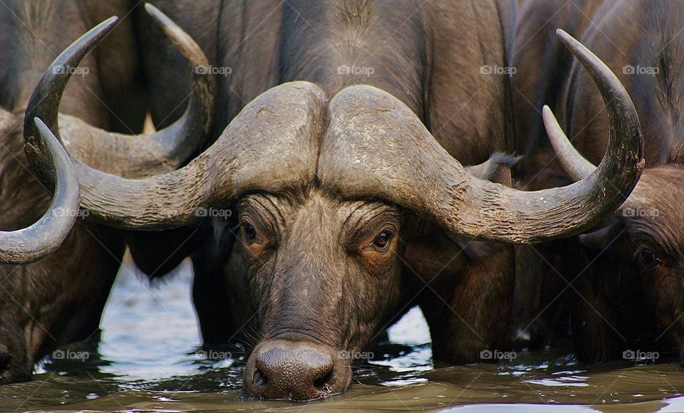 A buffalo drinking at the water hole 