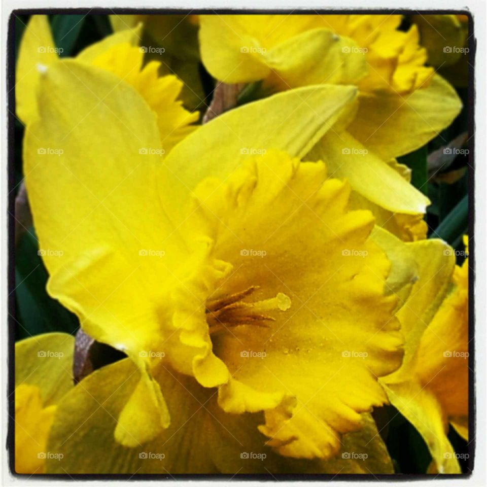 Daffodil, Flower, Narcissus, Nature, Flora
