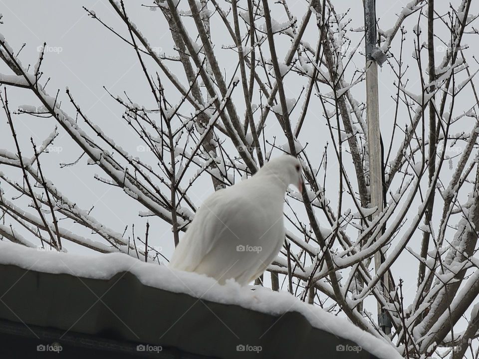 winter snow dove
