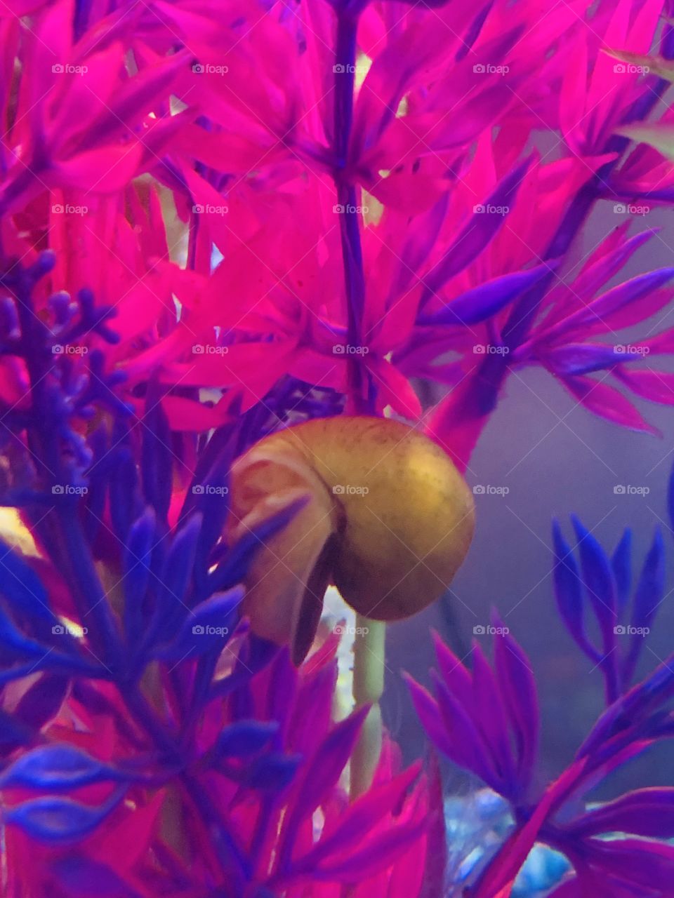 Mystery Snail
