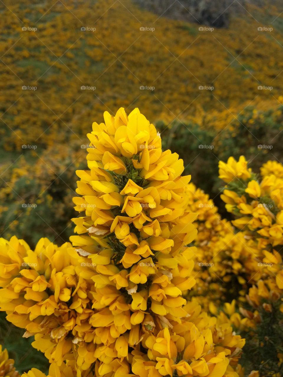 Yellow Scottish thistle