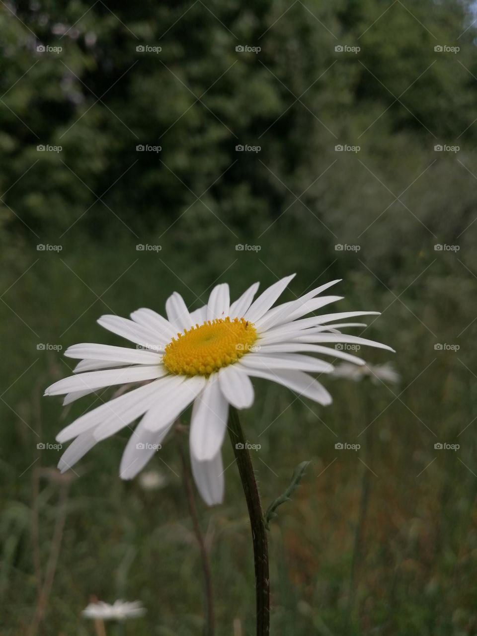 White flower