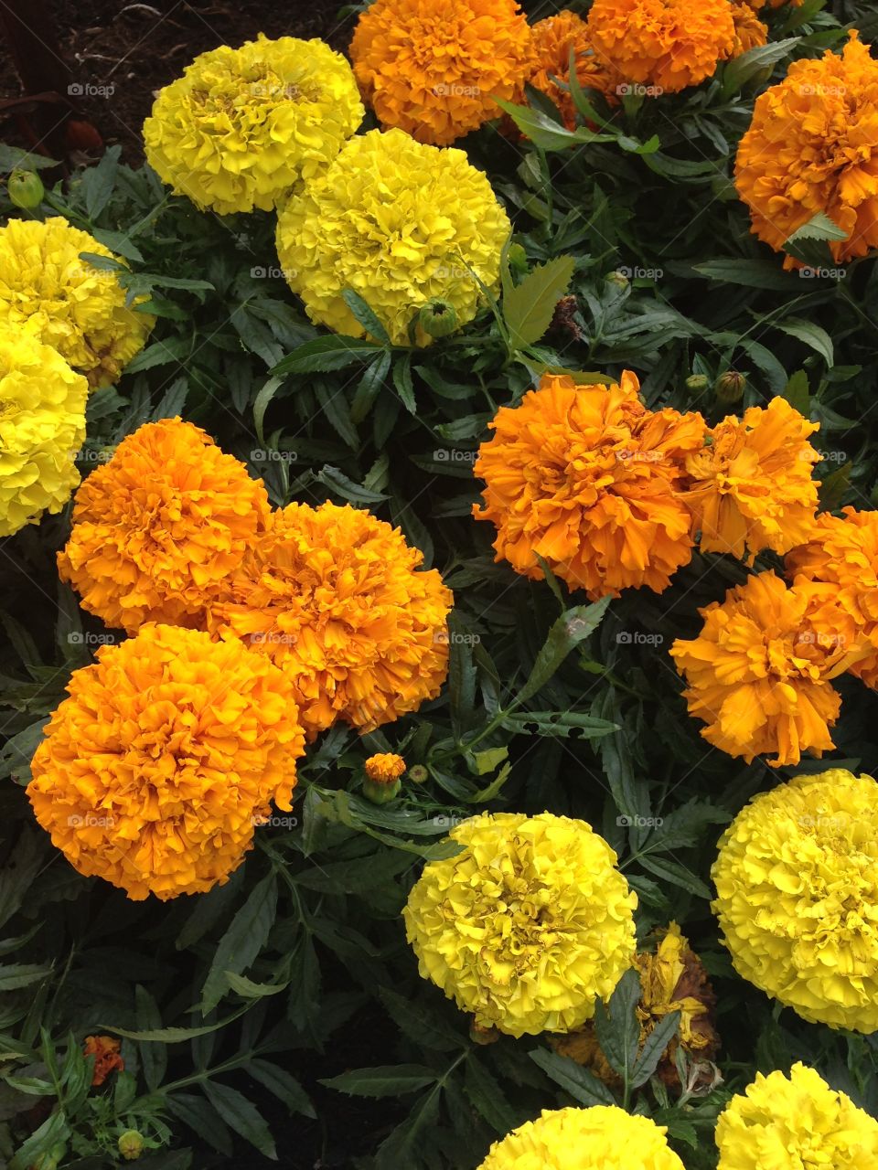 Marigold yellow and orange flowers garden 