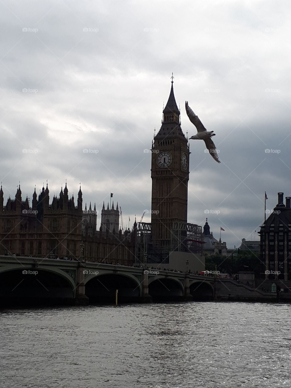 A Bird Over Westminster