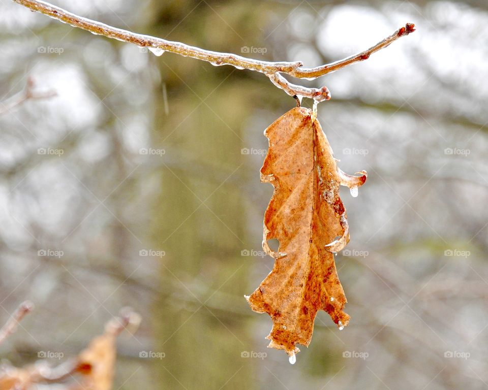 A single fall leaf