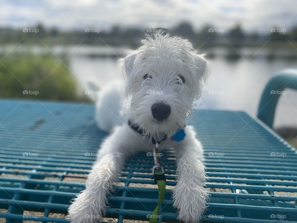 A Parson Russell Terrier enjoys a rest after a walk around a lake.