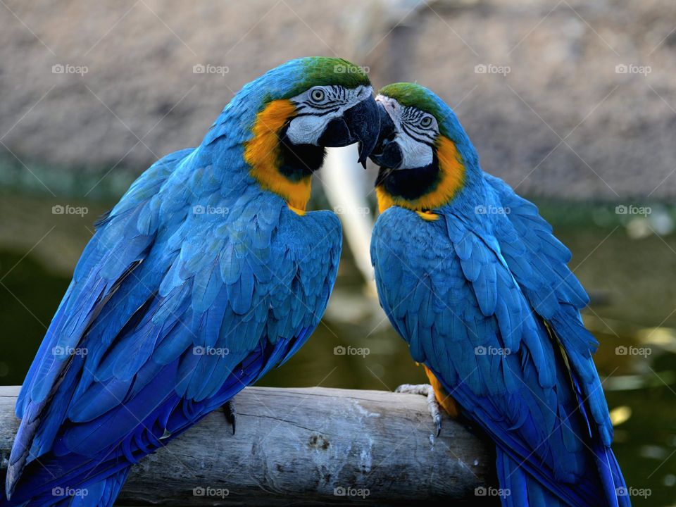 Far more blue than yellow, the incredibly beautiful blue and gold macaw is one of the most striking birds on the planet