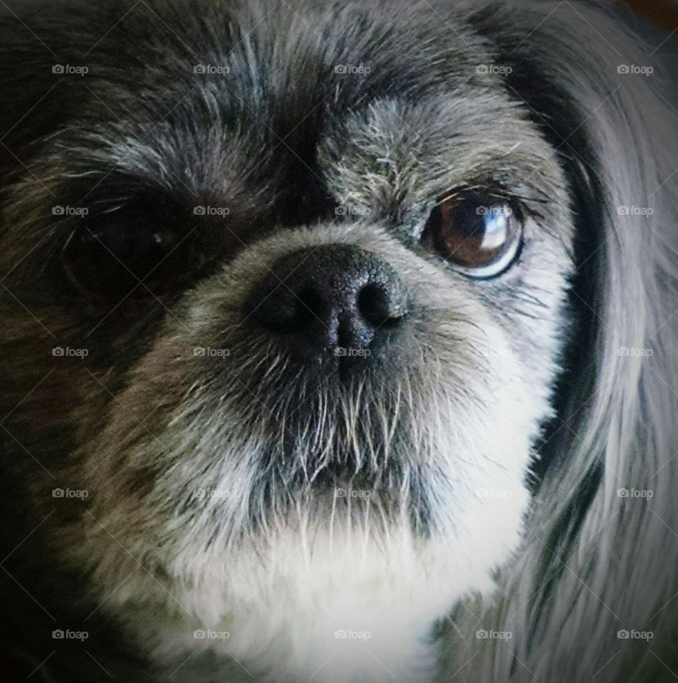 Sassy Shih Tzu hair cut