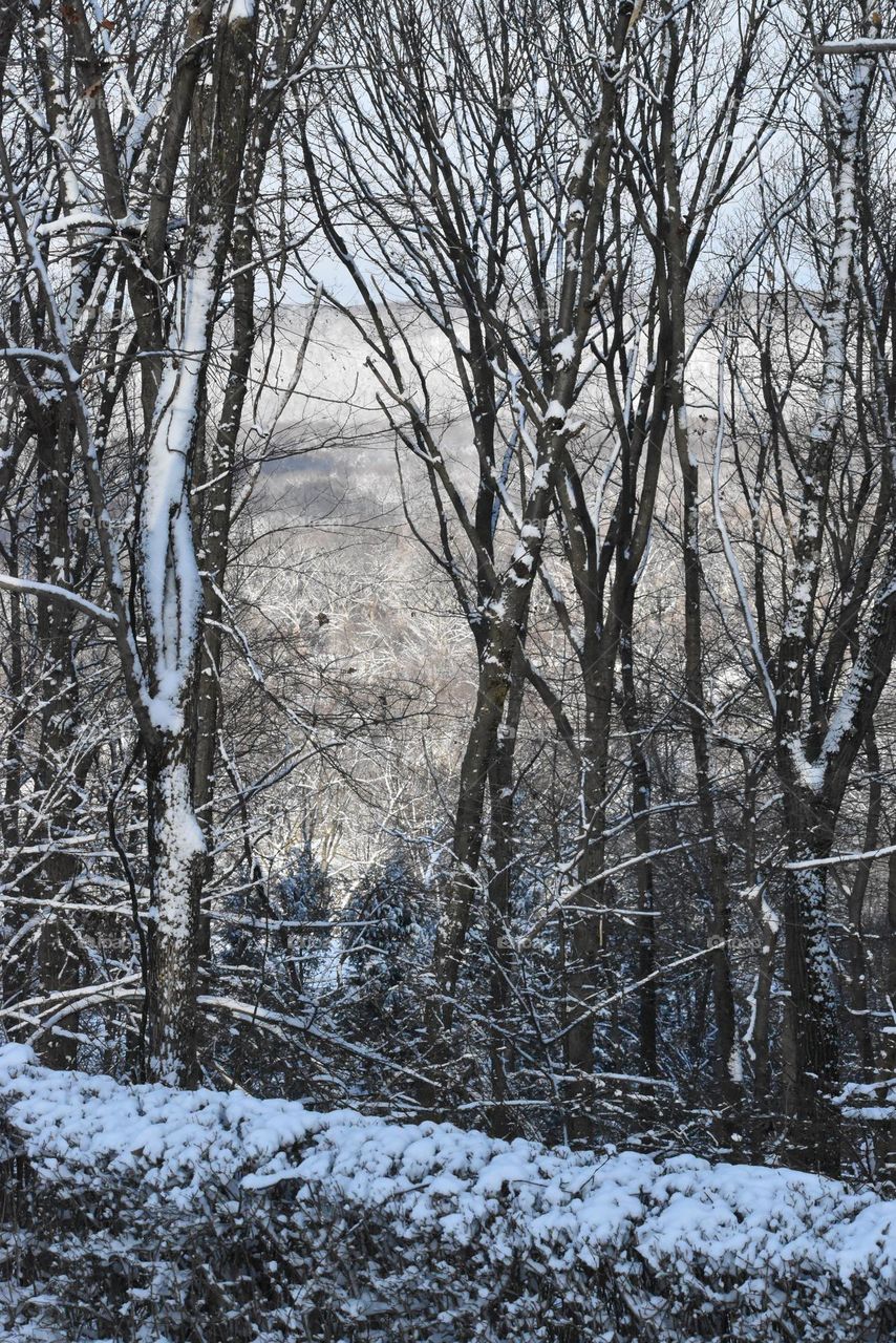 Winter in the forest