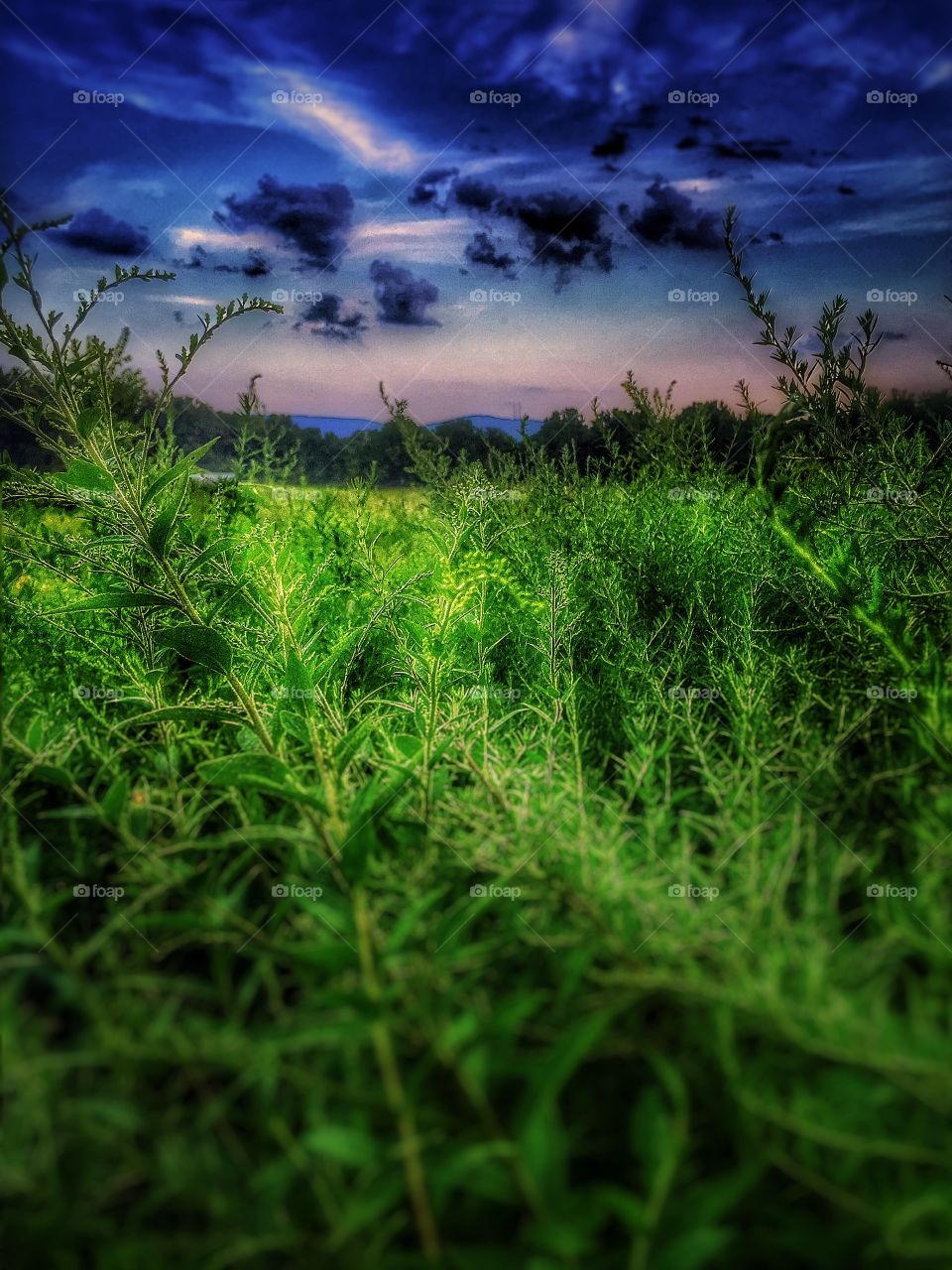 Mountains beyond the grassland. A ground view of a far off mountain range. 