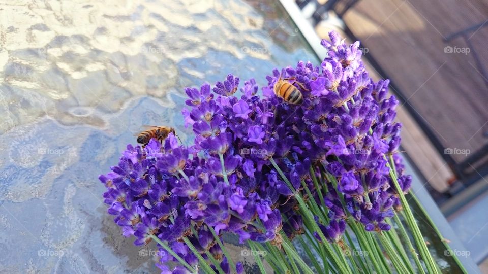 Bees on lavender flowers