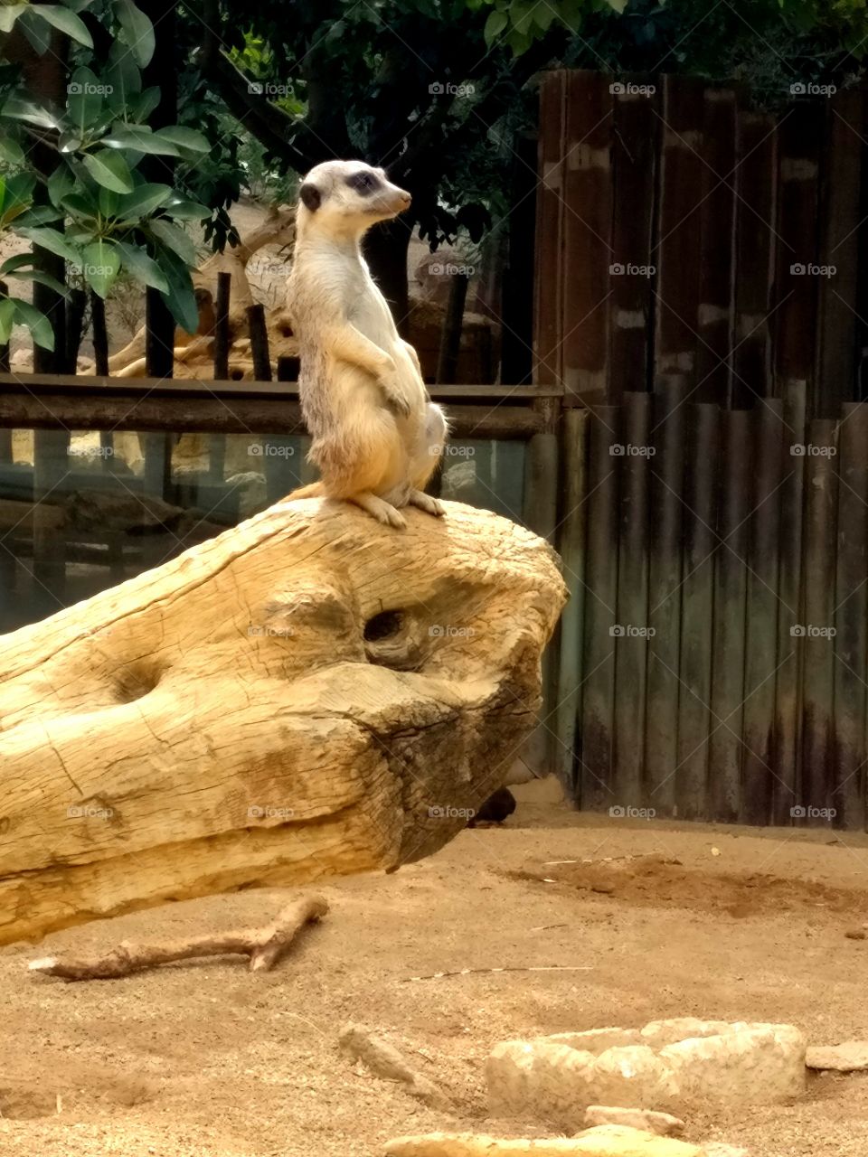 "I like to move It move It!" Lemur