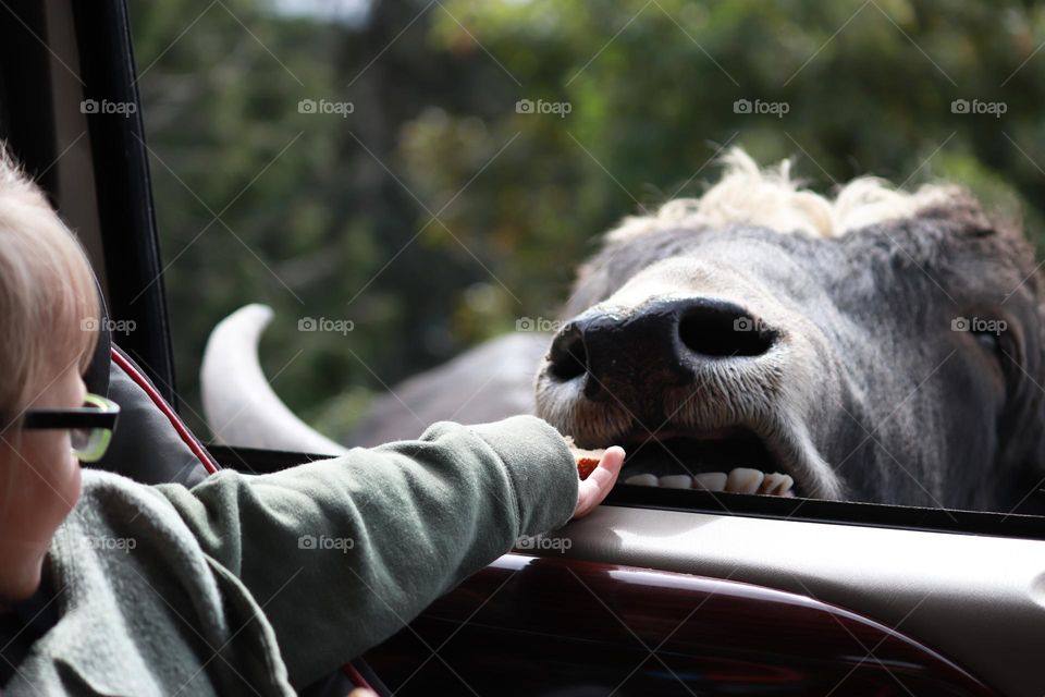 Child feeding an American Bison