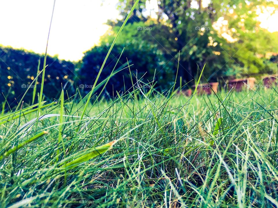 Grass closeup 