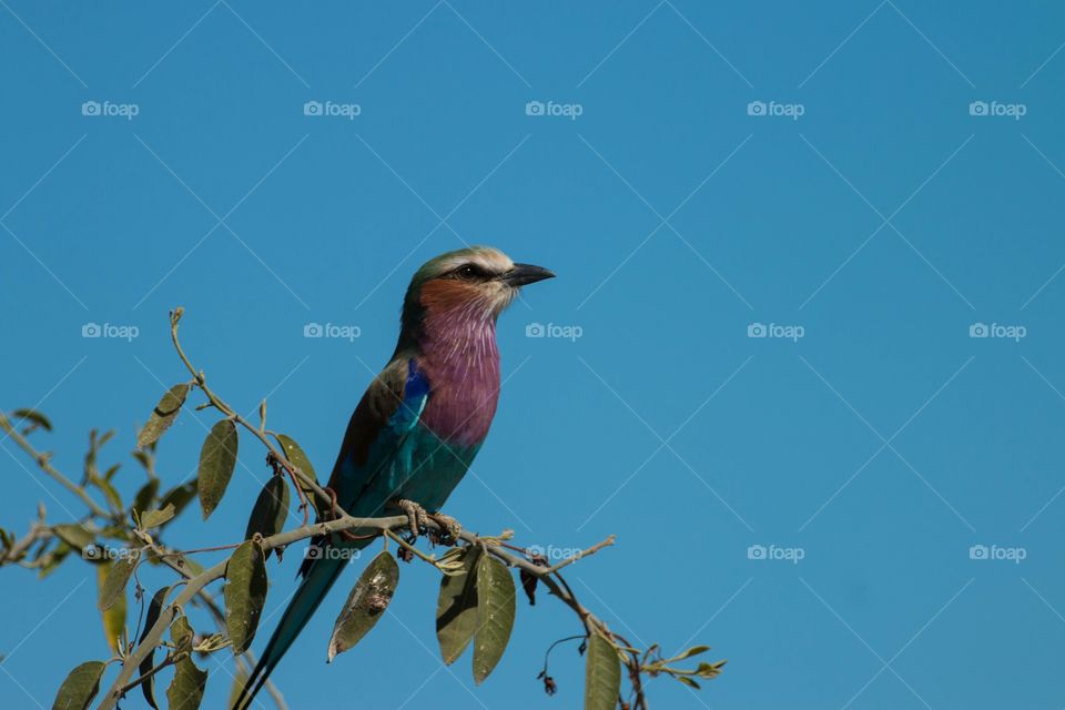 Lilac-breasted Roller bird