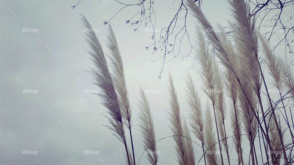 Feathery flowers