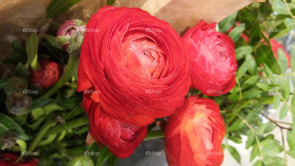 Blumen in Deutschland