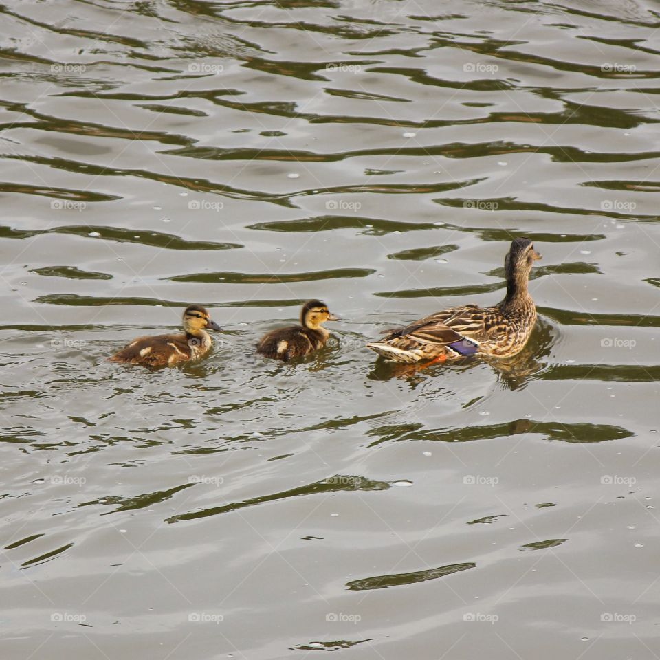 Duck with ducklings swimming on lake