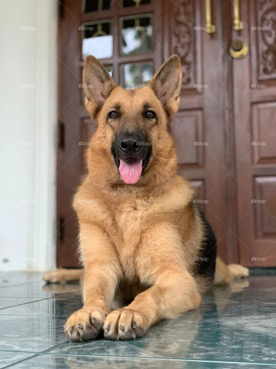 Love me? Call me a Queen of dogs