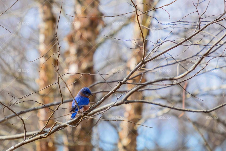 Even with barren trees, there is still vivid colors to be found. Raleigh, North Carolina. 