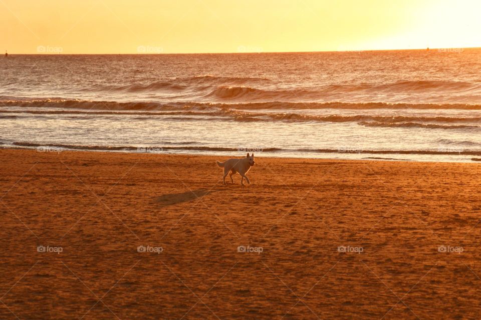 Happiness glimmers while seeing your favourite pet/dog running towards you.