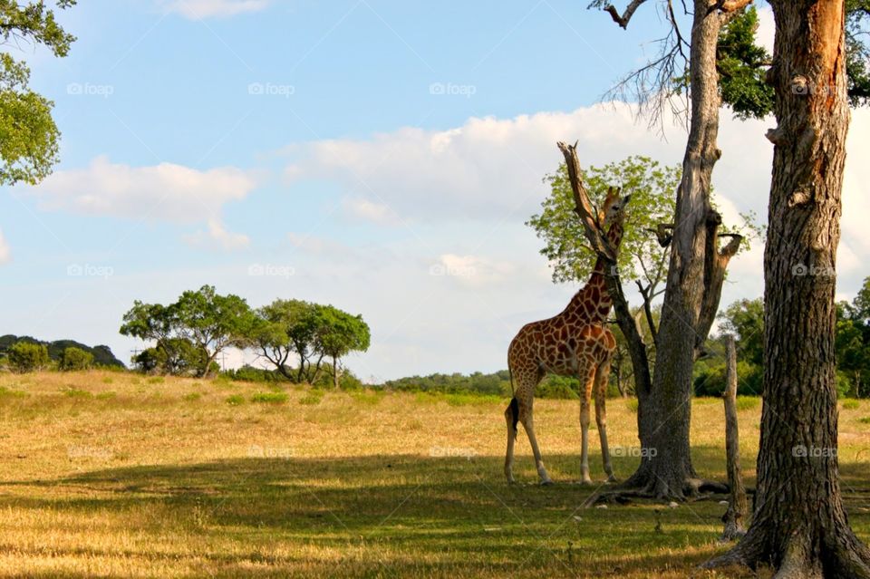 grasslands