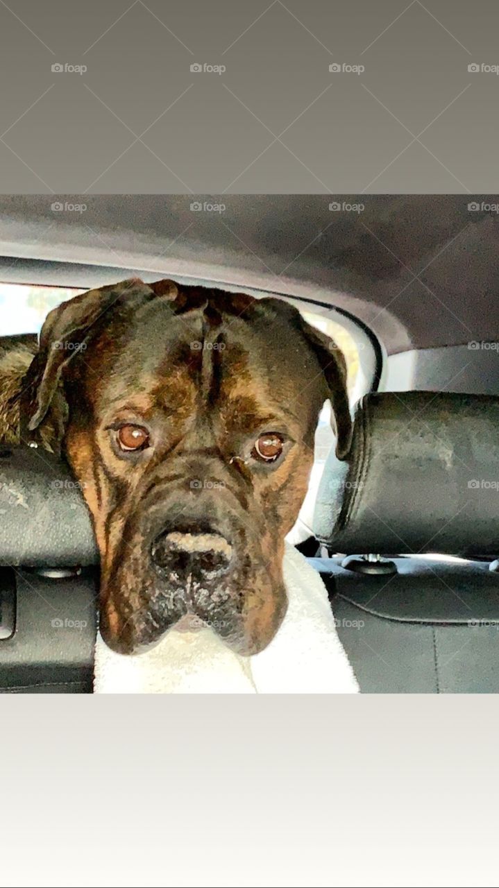 Dog on road trip mastiff