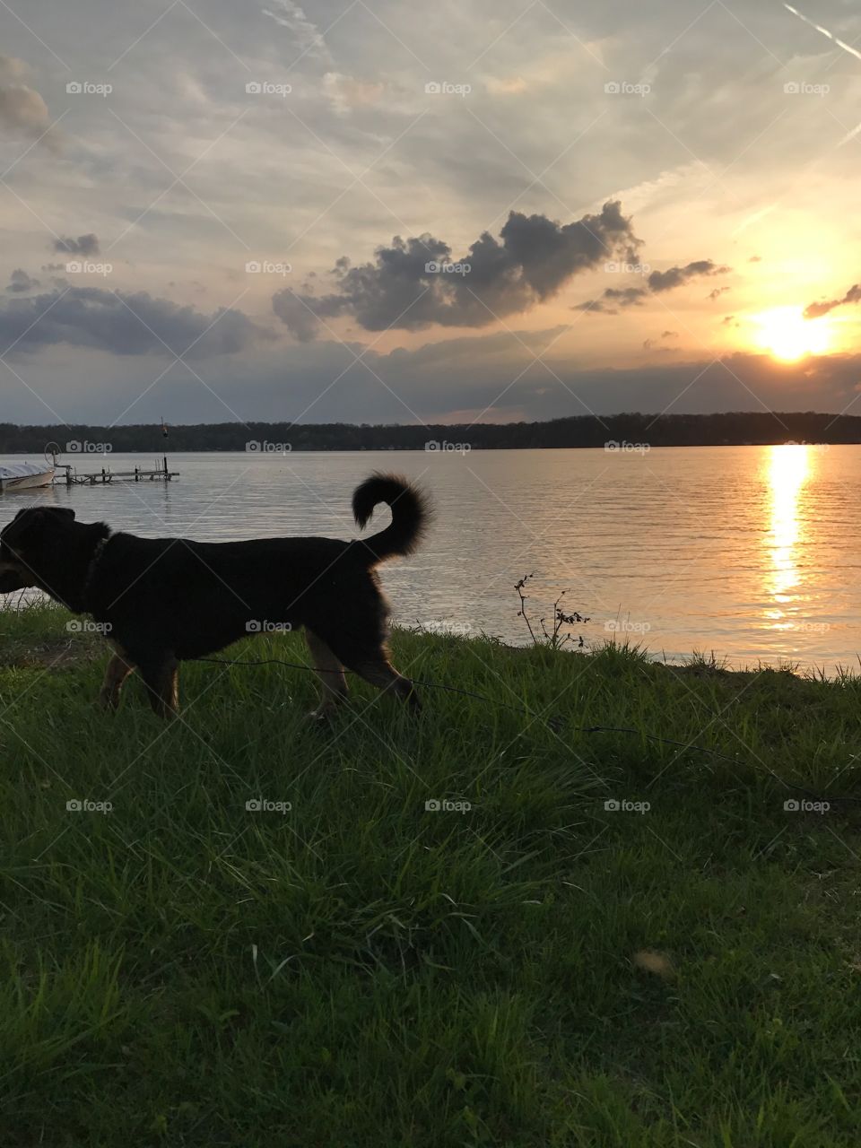 Landscape, Water, Lake, Sunset, Dog