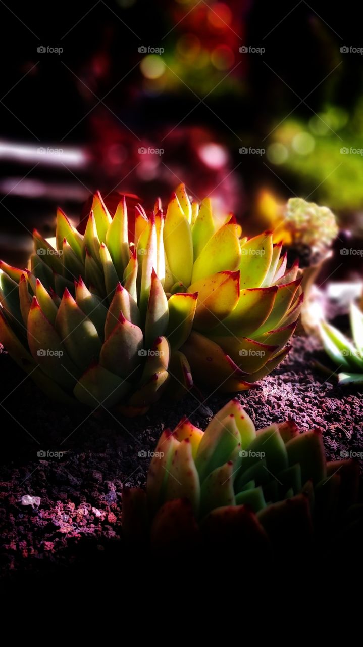 light to life   by BT