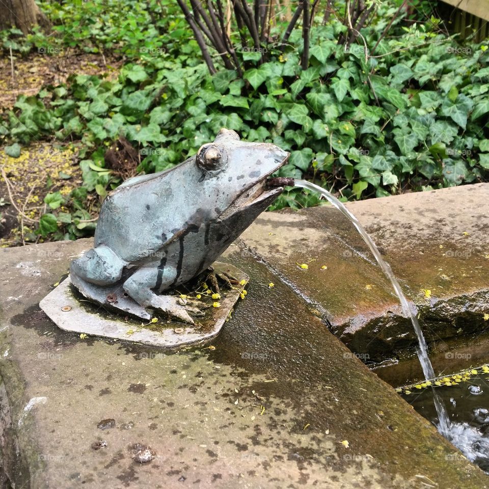 frog fountain