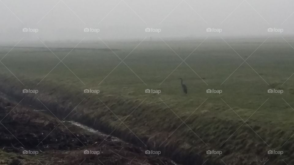 a heron in the green field