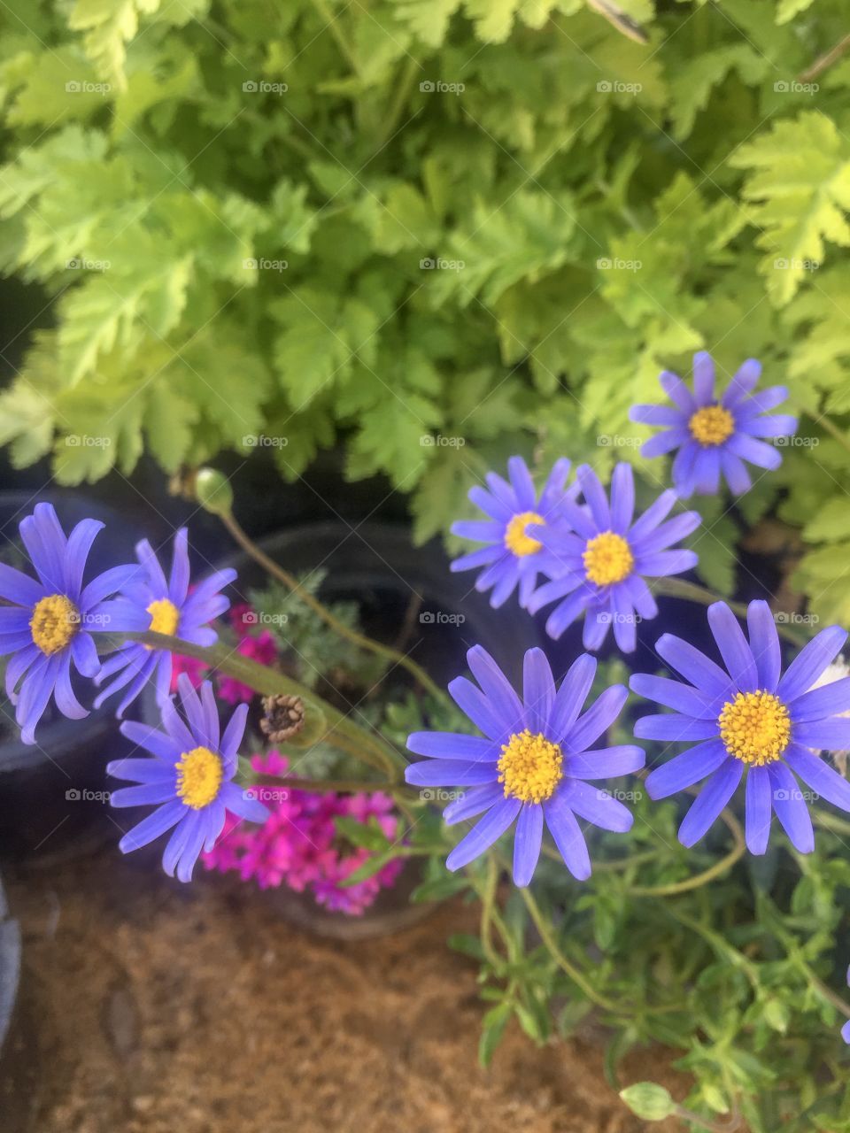 Flowers blue or purple?