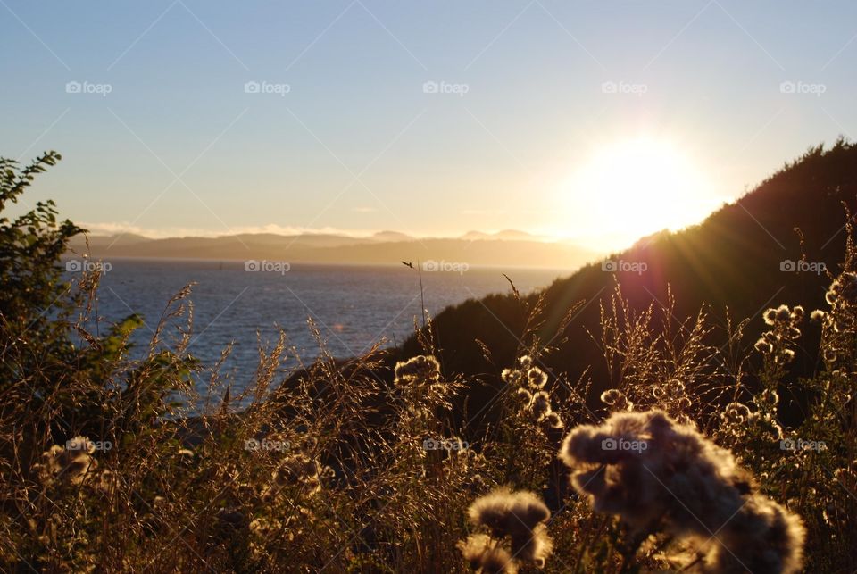 Plants growing in front of sea