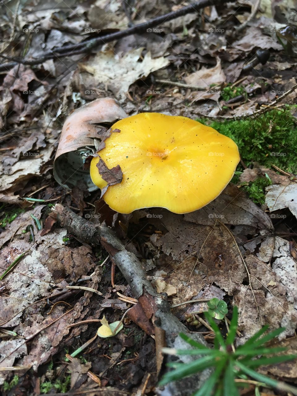 Yellow Mushroom on a hiking trail near Bancroft Ontario
 