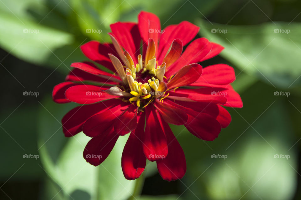 Pretty Red Flower