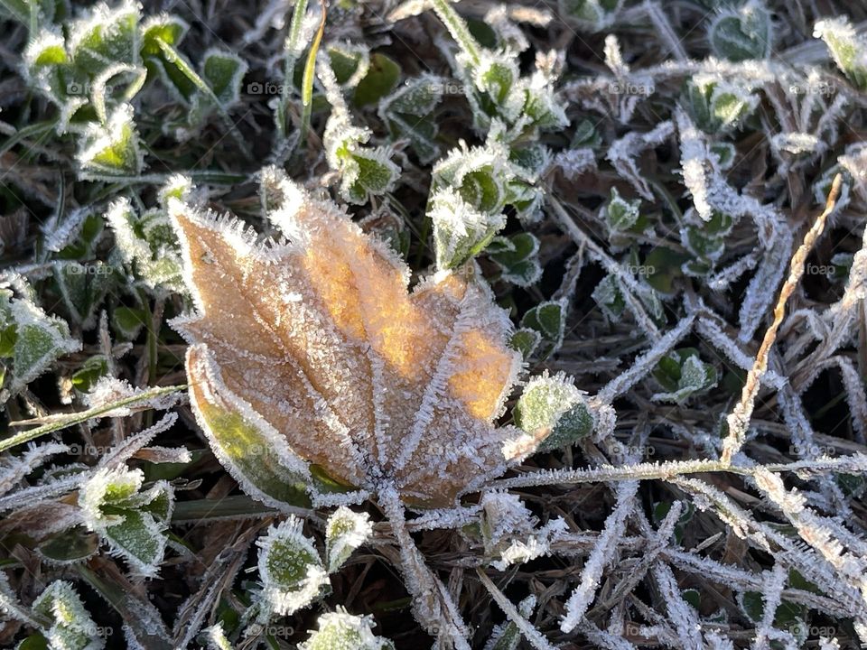 Snow on leaves 