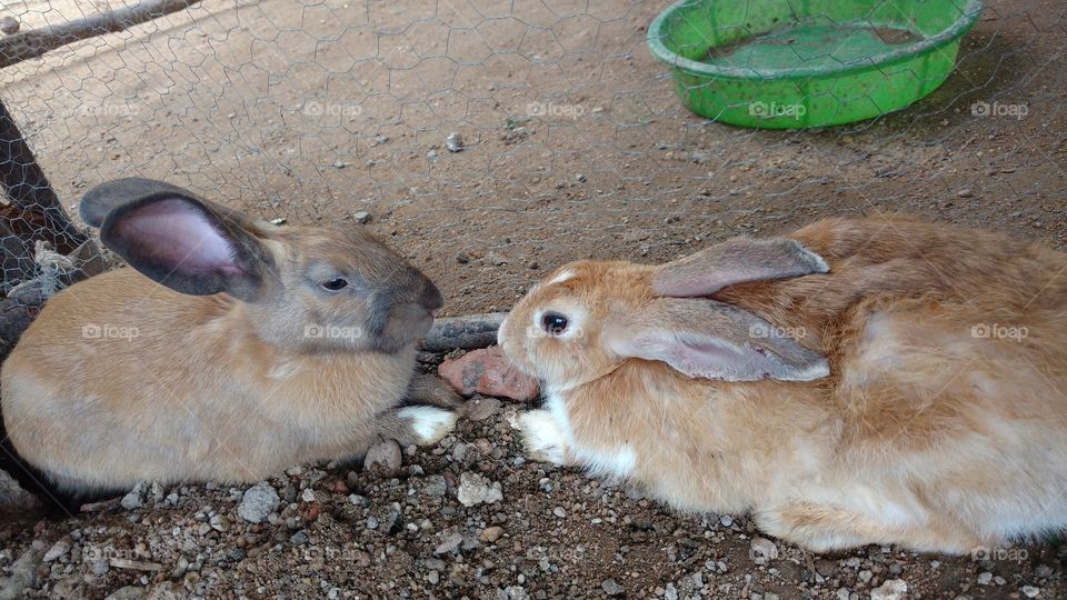 I love rabbit's