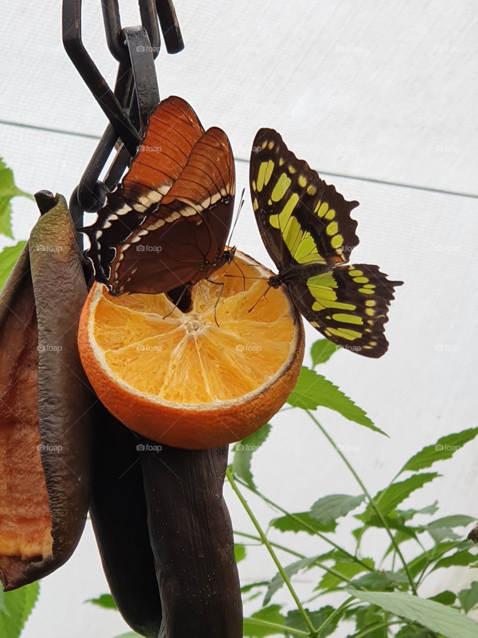 butterfly munches