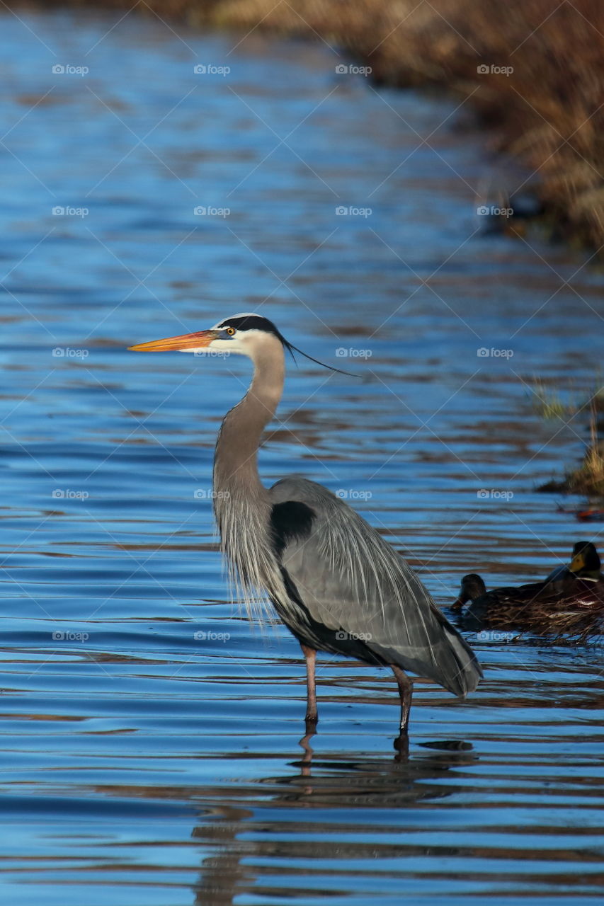 grey heron