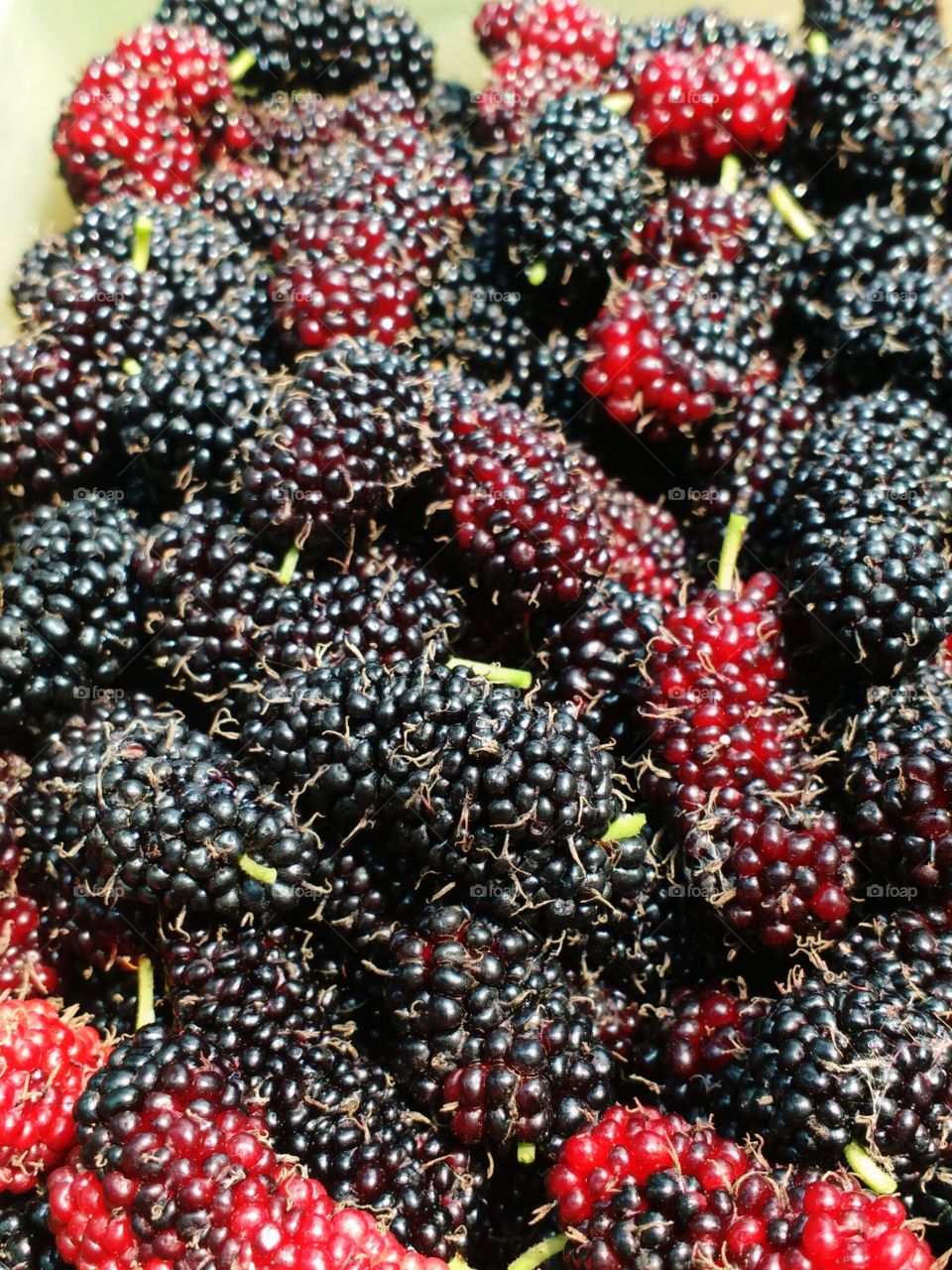 mulberry